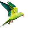 bird